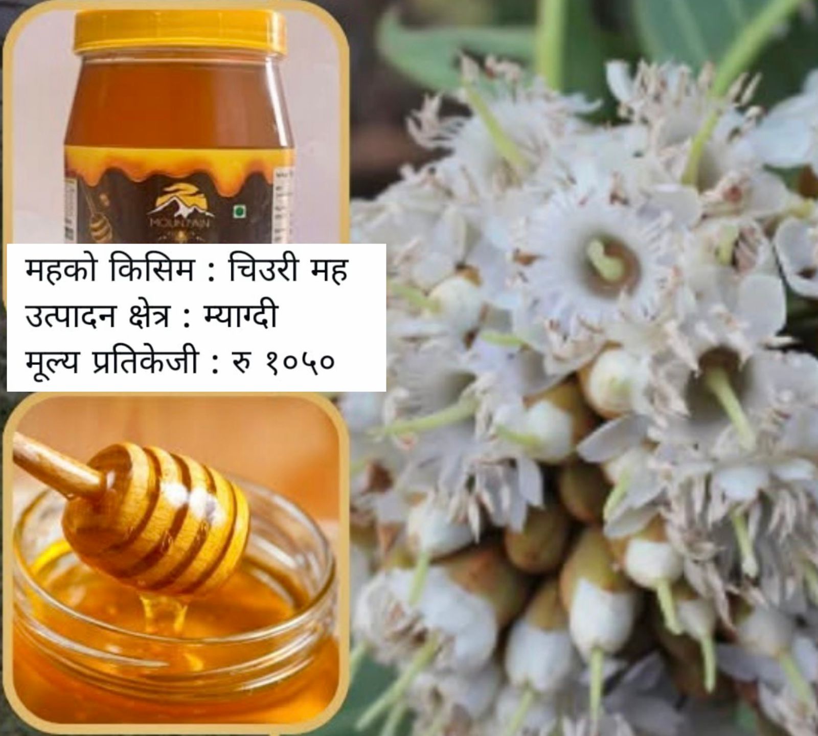 Mustard Blossom Honey